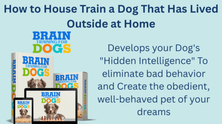 How to House Train a Dog