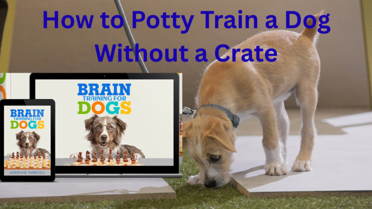 How to Potty Train a Dog