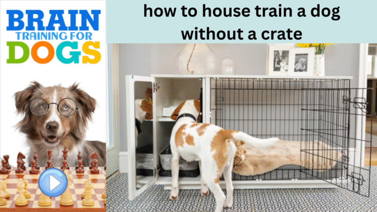 house train a dog